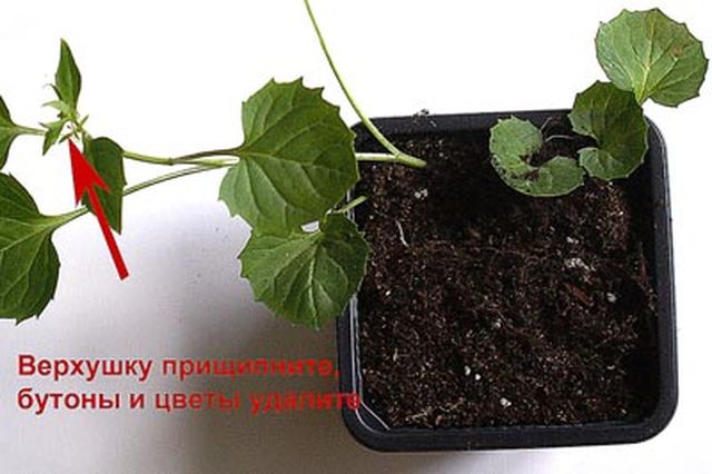 Sich um die Campanula kümmern
