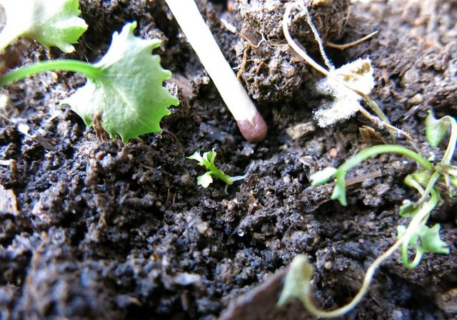 Sich um die Campanula kümmern