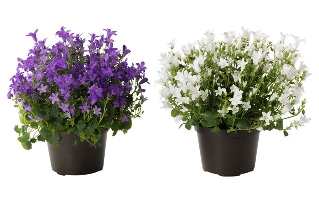 Sich um die Campanula kümmern