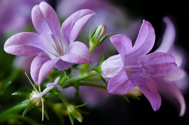 Campanula zu Hause - Pflanzen und Pflege (Video, Foto): Beratung für einen Anfänger Florist