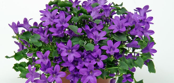 Sich um die Campanula kümmern