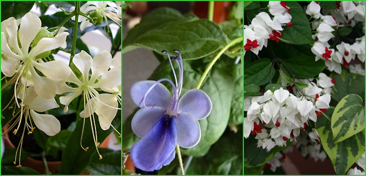 Clerodendrum - Pflege