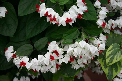 Clerodendrum - Pflege