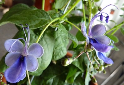 Clerodendrum - Pflege
