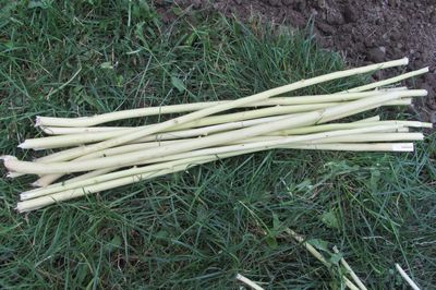 Blumenbeet vom Rebstock mit eigenen Händen
