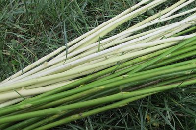 Blumenbeet vom Rebstock mit eigenen Händen
