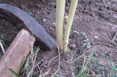 Blumenbeet vom Rebstock mit eigenen Händen
