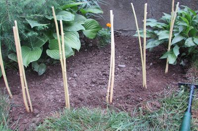 Blumenbeet vom Rebstock mit eigenen Händen