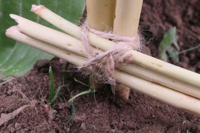Blumenbeet vom Rebstock mit eigenen Händen