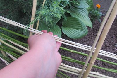 Blumenbeet vom Rebstock mit eigenen Händen