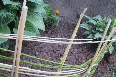 Blumenbeet vom Rebstock mit eigenen Händen