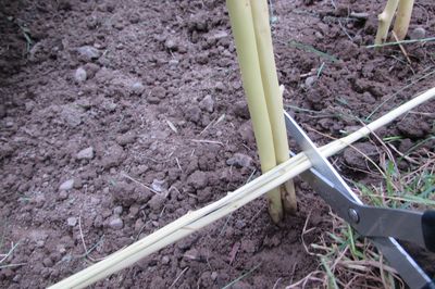 Blumenbeet vom Rebstock mit eigenen Händen