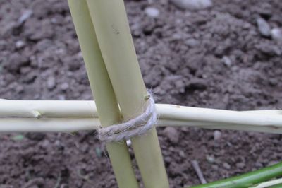 Blumenbeet vom Rebstock mit eigenen Händen