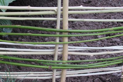 Blumenbeet vom Rebstock mit eigenen Händen