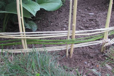 Blumenbeet vom Rebstock mit eigenen Händen