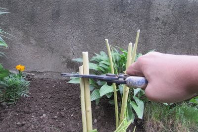 Blumenbeet vom Rebstock mit eigenen Händen