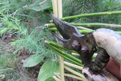 Blumenbeet vom Rebstock mit eigenen Händen