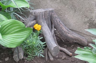 Blumenbeet vom Rebstock mit eigenen Händen
