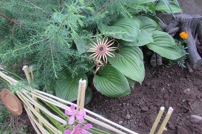 Blumenbeet vom Rebstock mit eigenen Händen