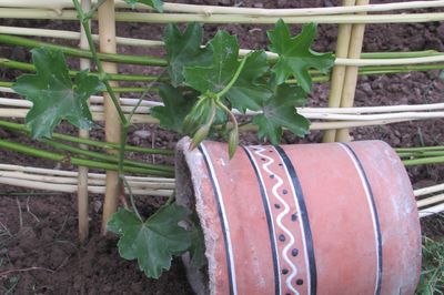 Blumenbeet vom Rebstock mit eigenen Händen