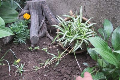 Blumenbeet vom Rebstock mit eigenen Händen