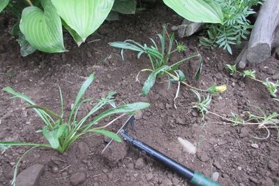 Blumenbeet vom Rebstock mit eigenen Händen