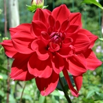 Blumenflaschen aus Plastikflaschen