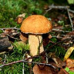 Wann Pilze sammeln