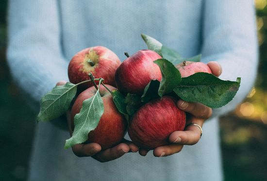 Wann und wie man Äpfel erntet