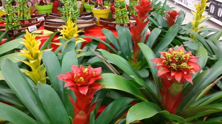 Wie man sich zu Hause um Guzmania kümmert Wie man sich zu Hause um Guzmania kümmert