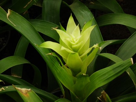 Guzmania: Wie man sich um die Brutzeit kümmert Guzmania: Wie man sich um die Brutzeit kümmert