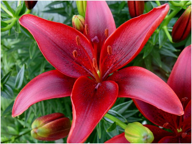 Lilienblume
