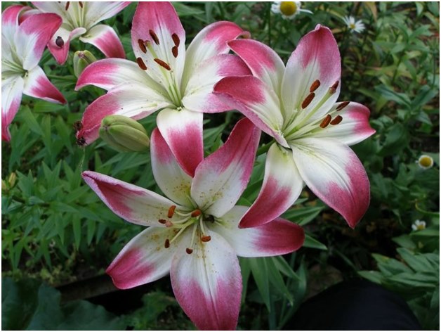 Lilienbusch