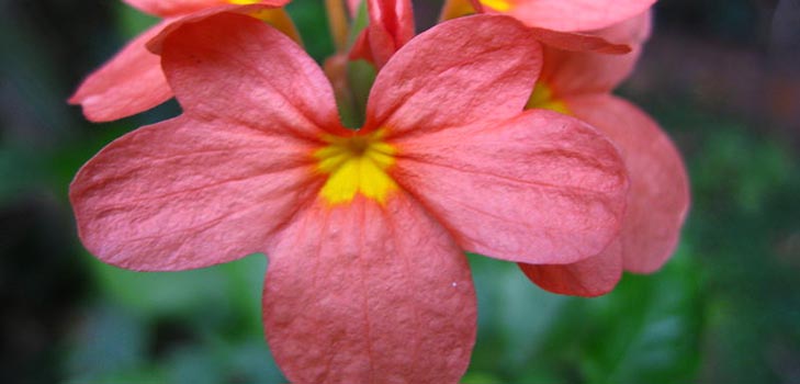 Crossandra: Pflege und Foto
