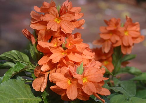 Crossandra: Spezies