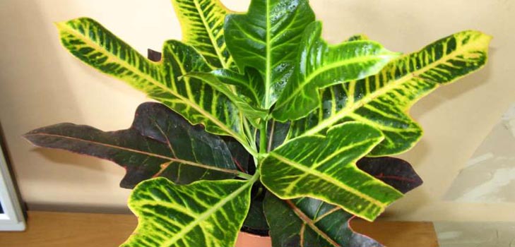 Croton: häusliche Pflege