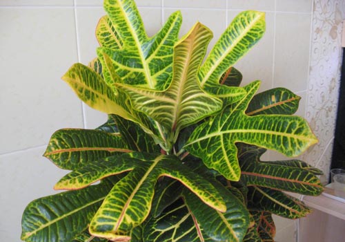 Croton: häusliche Pflege