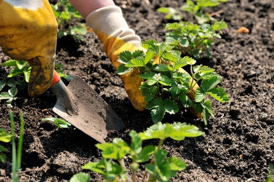 Mondkalender des Gartenbaugärtners im August 2015