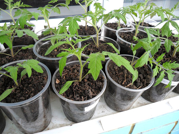 Lunar Säkalender für Januar 2017 in der Tabelle für Gärtner und LKW-Bauern. Günstige Pflanztage für Tomaten (Tomaten) für Mondsämlinge-2017