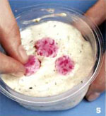 Seife mit deinen Händen: Sakura Blume Seife mit deinen Händen: Sakura Blume
