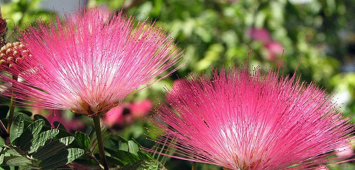 Mimosa schüchtern: die Merkmale der Pflege