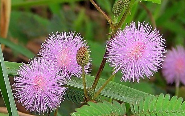 Mimosa schüchtern: die Merkmale der Pflege