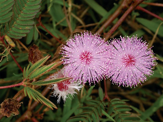 Mimosa schüchtern: die Merkmale der Pflege
