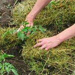 Mulchbetten - Fotos und Videos Mulchbetten - Fotos und Videos