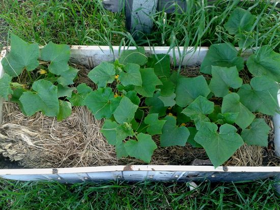 Was ist Mulchgras?