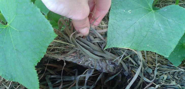 Was ist Mulchgras?