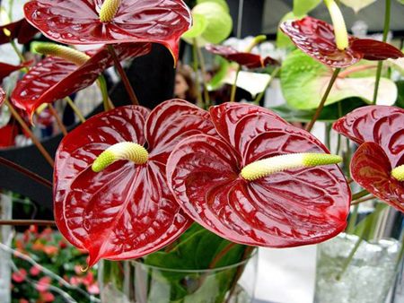 Anthurium: häusliche Pflege Anthurium: häusliche Pflege