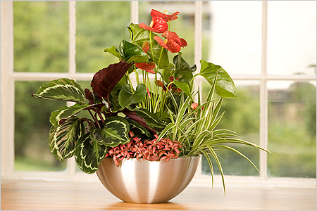 Anthurium-Transplantation Anthurium-Transplantation