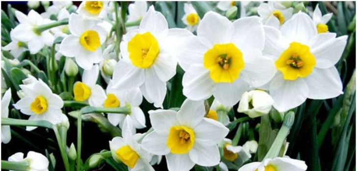 Narzisse Blume
