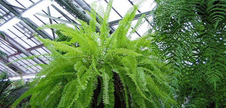 Nephrolepis - charmanter Heimfarn